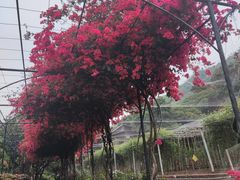 -青青世界