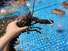 -巧克力渔家.小船海鲜胶东菜(万平口店)