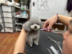 -鑫艺宠物美容培训学校