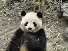 -都江堰中华大熊猫苑