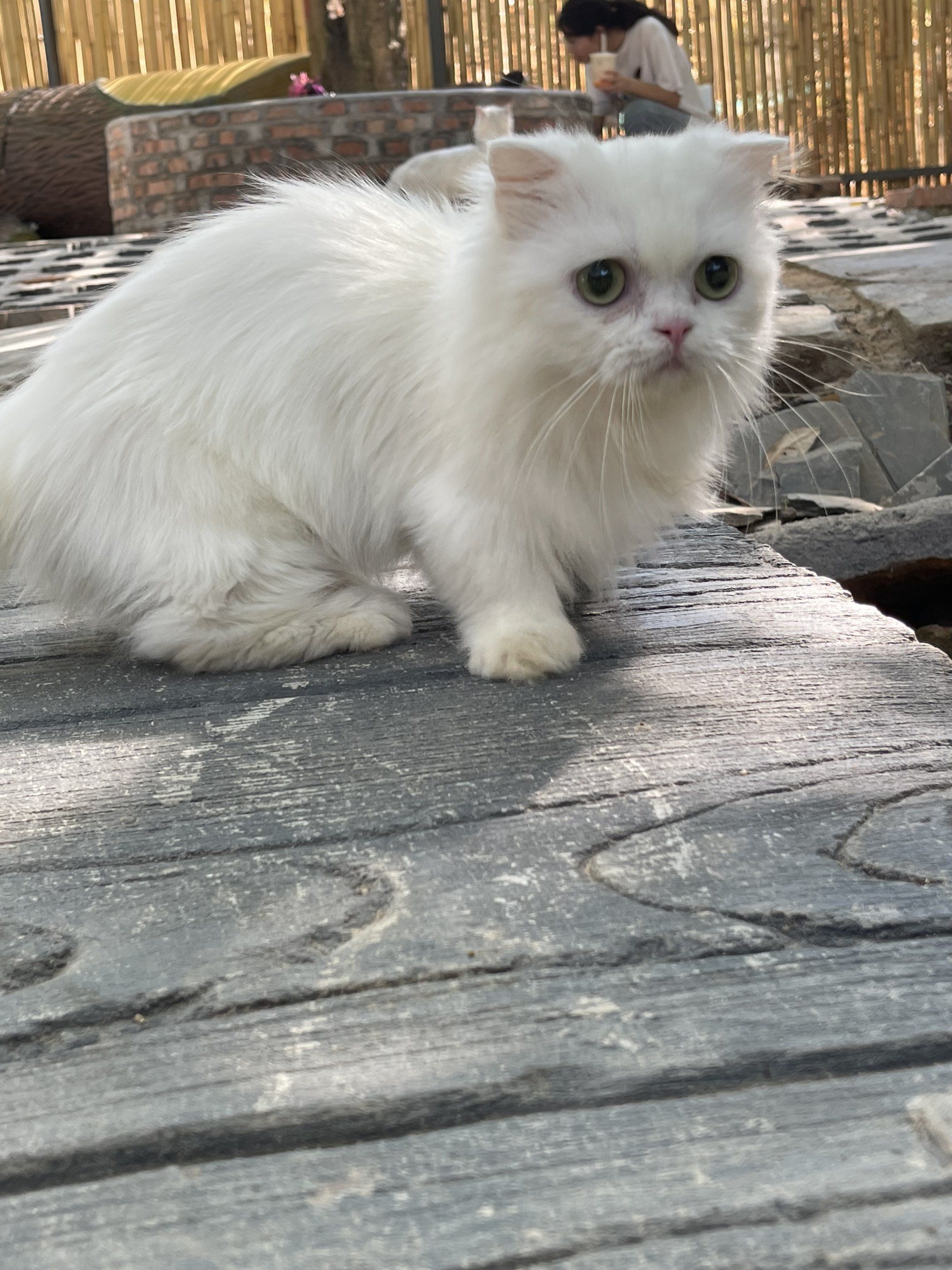 广州猫猫乐园
