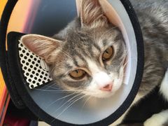 -芭比堂动物医院·犬猫全科·异宠专科(雁塔分院)