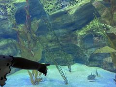 -珠海长隆海洋王国
