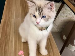 -平行世界·猫咖(首经贸店)