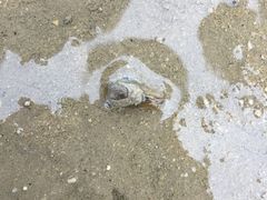 -北海金海湾红树林生态旅游区