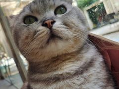 -猫咪派对(江南西店)