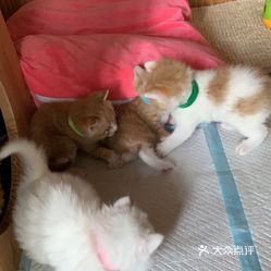 宠物店给小猫洗澡要多长时间 jMpACaiv5zlzwcGM17ukIyVSaQ4i0HBIwzbteli05nHTtYaXFmiKBqJc_bNvyQABuzFvxlbkWx5uwqY2qcjixFEuLYk00OmSS1IdNpm8K8sG4JN9RIm2mTKcbLtc2o2vfCF2ubeXzk49OsGrXt_KYDCngOyCwZK-s3fqawWswzk.jpg