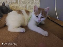 -平行世界·猫咖(首经贸店)