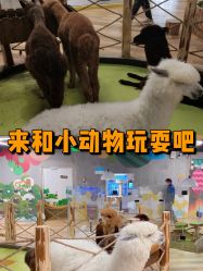 -七巧国萌宠乐园(龙湖天街店)