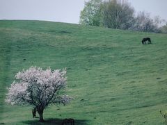 -新疆那拉提国家旅游度假区