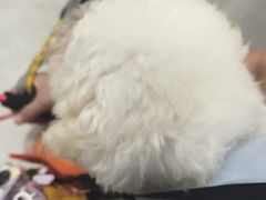 -安安宠医宠物医院·异宠·犬猫内科(岳阳分院)