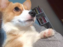 -翊宠yipet猫狗购宠庄园犬舍•猫舍