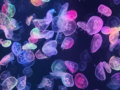 -海合安成都极地海洋公园