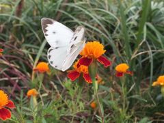 -白鹭湾湿地公园