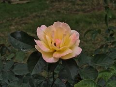 -香蜜公园