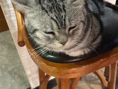 -蓝鲸·缅因猫舍
