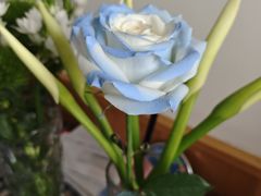 -FEI FEI FLOWER鲜花店·气球派对·宝宝宴布置(虹口德必运动Loft店)