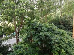 -华南理工大学(大学城校区)