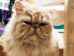 -飞行喵MR PILOT|猫舍·猫咖(静安大融城店)