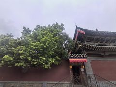 -塔尔寺-菩提树