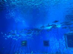 -北戴河圣蓝海洋公园