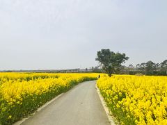 -三圣花乡旅游区