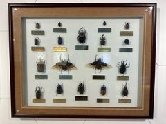 -上海昆虫博物馆