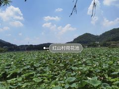 -红山村