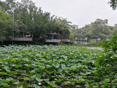 -老木棉·匠园