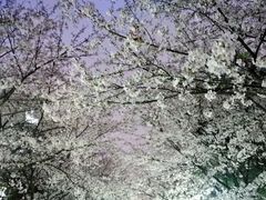 -高东镇樱花园