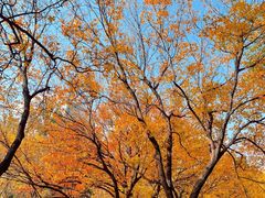 -长白岛森林公园