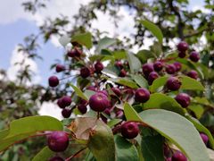 -永定河休闲森林公园
