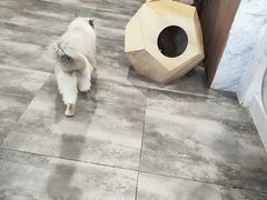 -楼上猫咖(罗湖店)