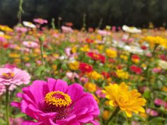 -上海共青森林公园