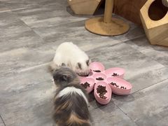 -楼上猫咖(罗湖店)
