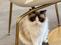 -飞行喵MR PILOT|猫舍·猫咖(静安大融城店)