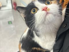 -中农国际动物医院24小时·猫科·骨科·急重症中心