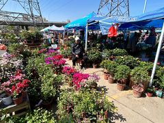 -中环花鸟鱼虫市场