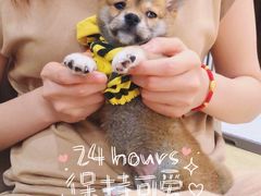 -逗柴咖啡屋·狗咖猫咖宠物桌游