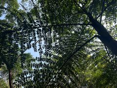 -中国科学院西双版纳热带植物园