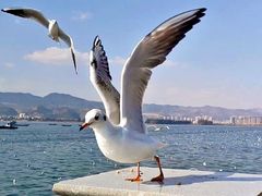 -海埂大坝