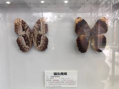 -上海大自然野生昆虫馆