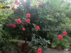 -渭南桃花源民俗文化园