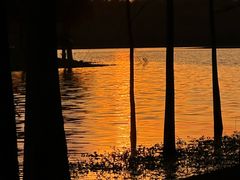 -合肥滨湖国家森林公园