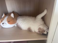 -海马体照相馆(新南凯德广场店)