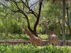 -北京野生动物园