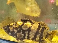 -巽寮印象美食部落餐厅·海鲜·地方特色菜(惠州体验店)