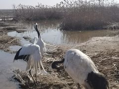 -盐城丹顶鹤湿地生态旅游区