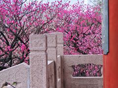 -梅花山(明孝陵内)
