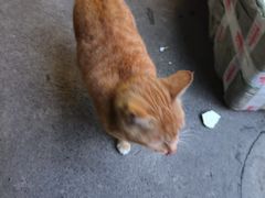 -西昌特色四哥烤肉